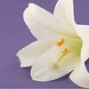 lavenderlily989